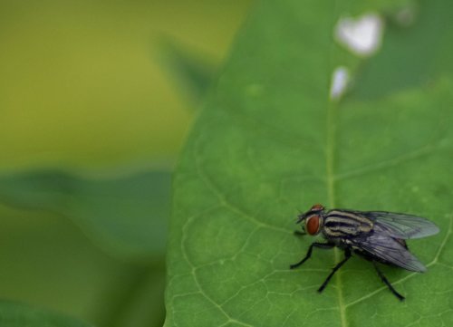 insect  nature  leaf