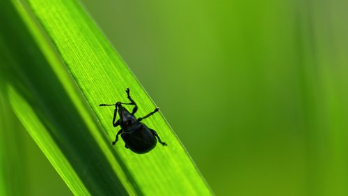 insect  light  seeds