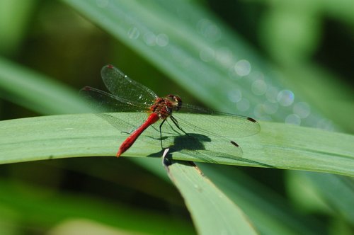 insect  nature  leaf