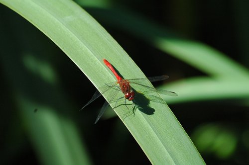 insect  nature  leaf