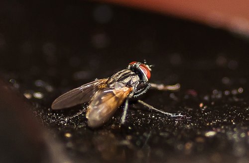 insect  fly  macro