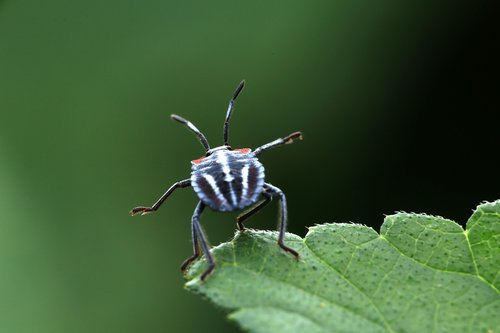 insect  stinkbug  pentatomomorpha