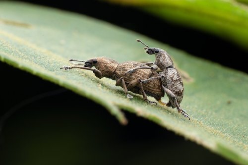 insect  curculionoidea
