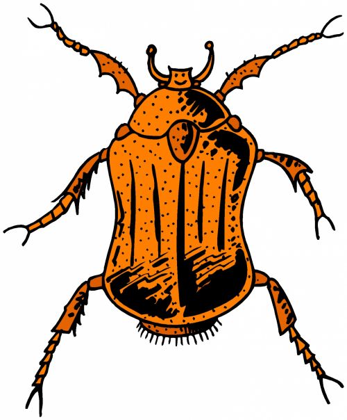 Insect 36