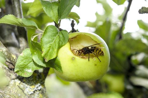 insect  apple  close up