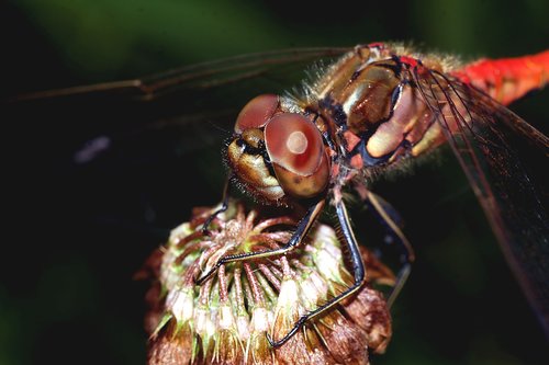 insect  ważka  macro