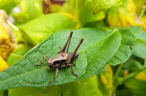 insect  leaf  nature