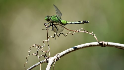 insect  dragonfly  swamp