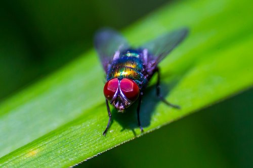 insect  fly  pest