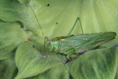 insect  green  grasshopper