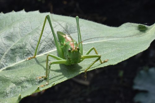 insect  green  grasshopper