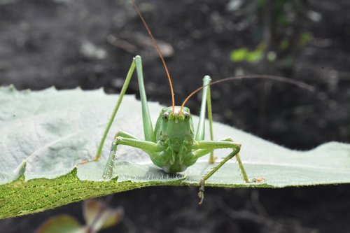 insect  green  grasshopper