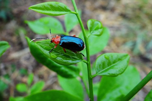 insect  red  blue