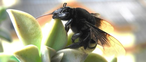 insect  macro  nature