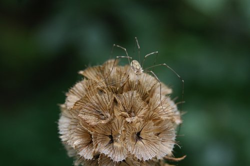 insect  spider  weber servant