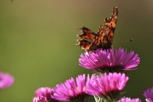 insect  butterfly  c falter