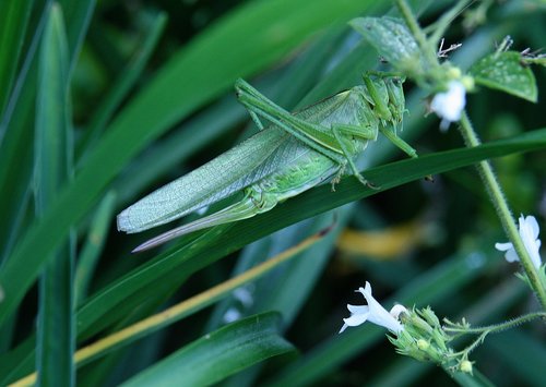 insect  viridissima  green