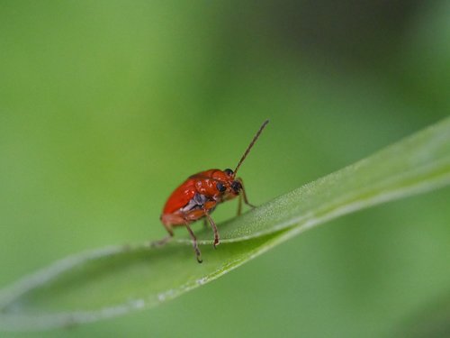 insect  bug  beetle