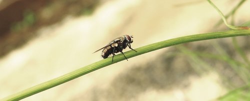 insect  macro  fly