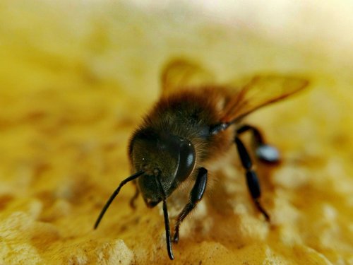 insect  bee  honey