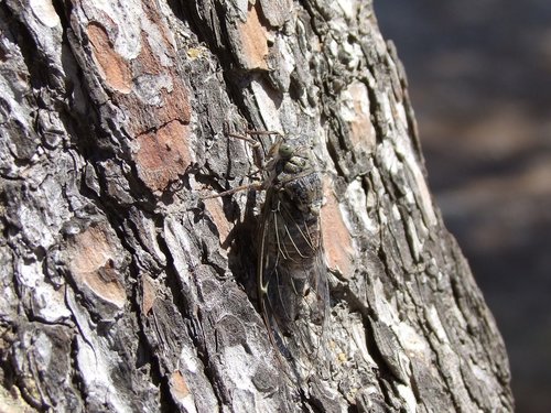 insect  tree  close up