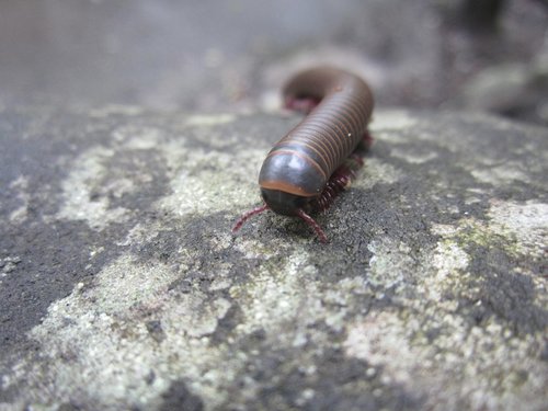 insect  millipede  nature