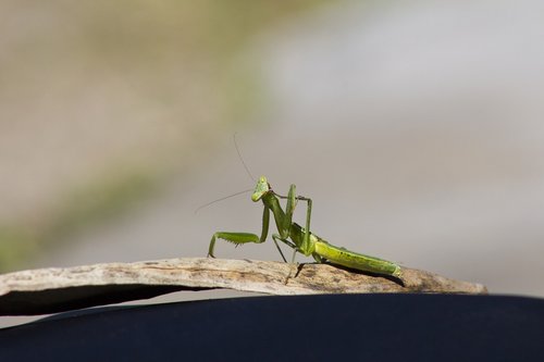 insect  mantis  green