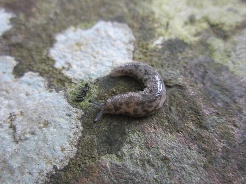 insect  slug  nature