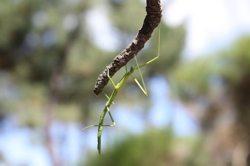 insect  nature  stick insect