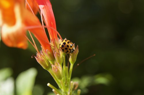 insect  ladybug  nature