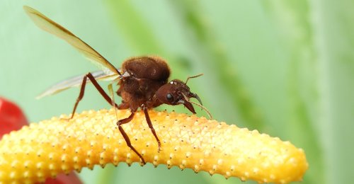 insect  garden  wasp