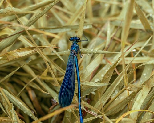 insect  nature  spring