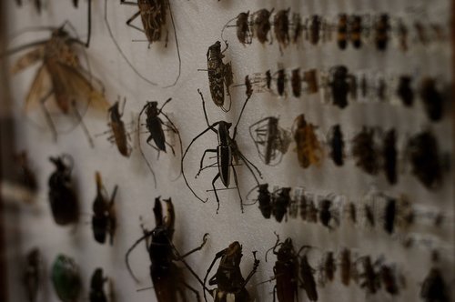 insect  collection  nature