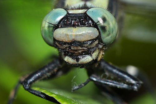 insect  macro  nature