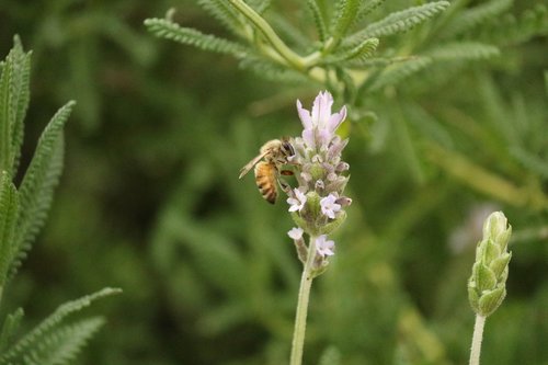 insect  bee  flower