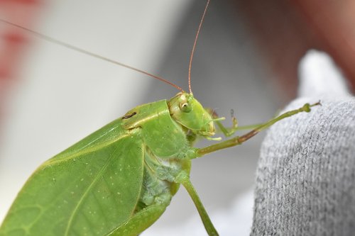 insect  cricket  grasshopper