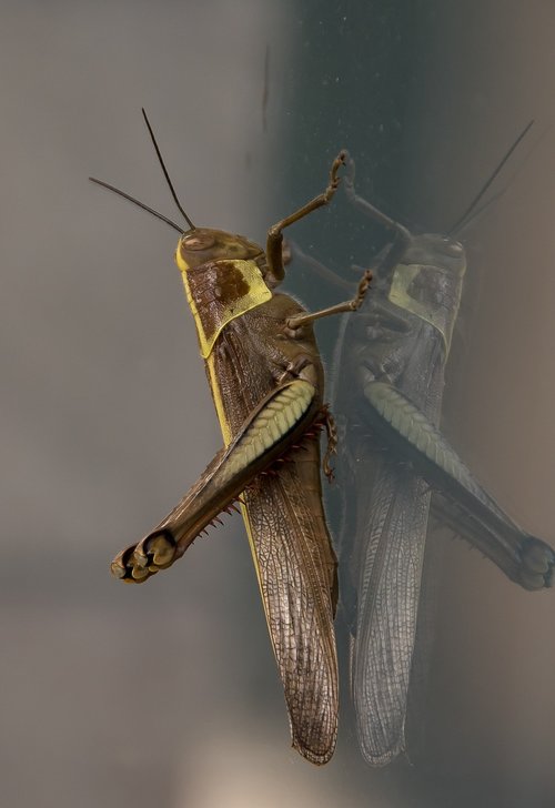 insect  giant grasshopper  hedge grasshopper