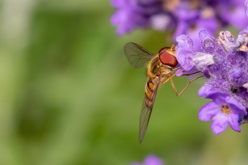 insect  lavender  natural