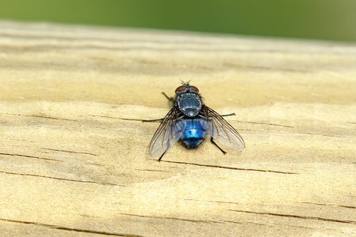 insect  ali  blue