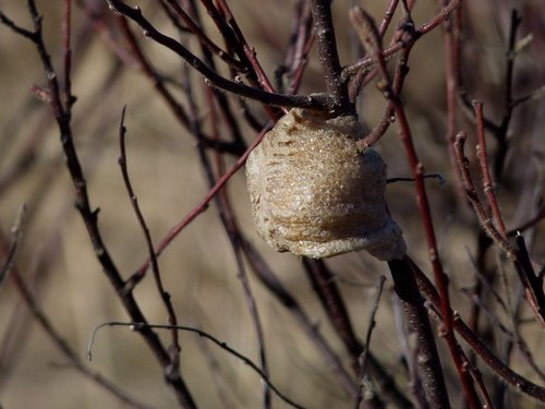 insect  praying mantis  egg case