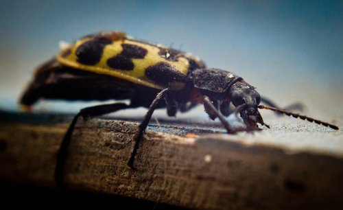 insect  macro  nature