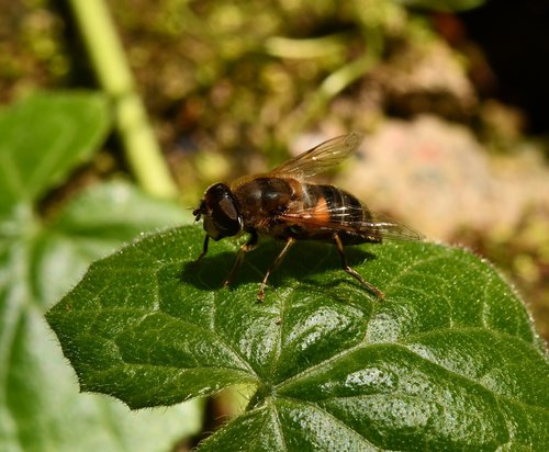 insect  eristalis  fly