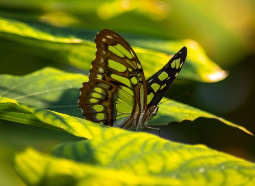 insect  butterfly  nature