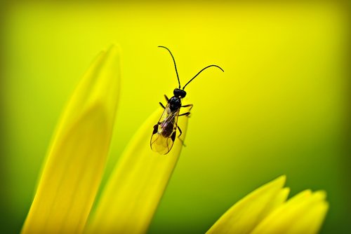 insect  beetle  animal