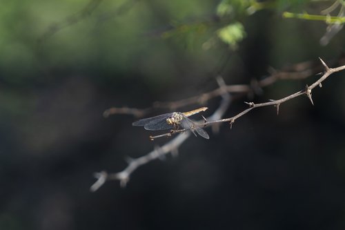 insect  dragonfly  nature