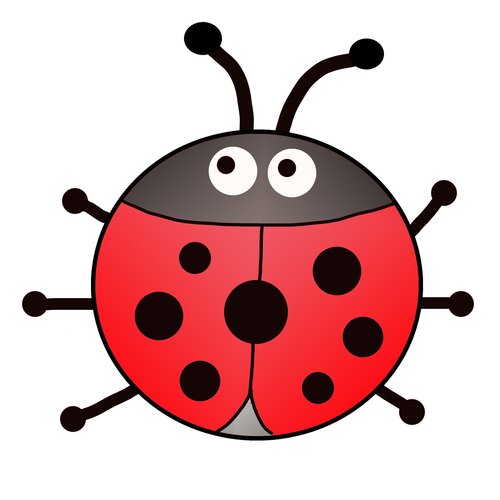 insect  ladybug  beetle
