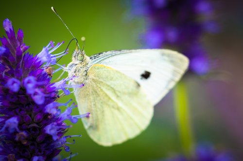 insect  butterfly  nature