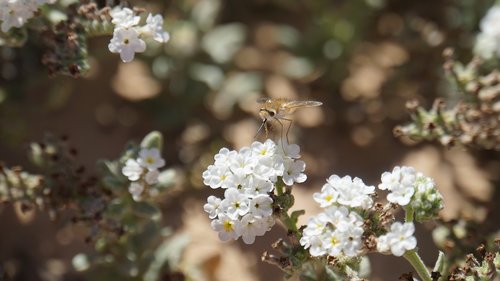 insect  sting  blossom