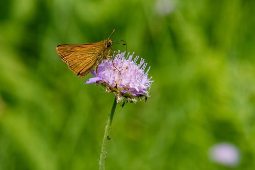 insect  butterfly  close up