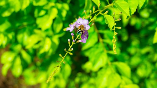 insect  flower  nature